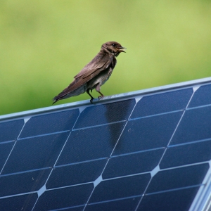 Chim gây hại khu vực pin năng lượng mặt trời