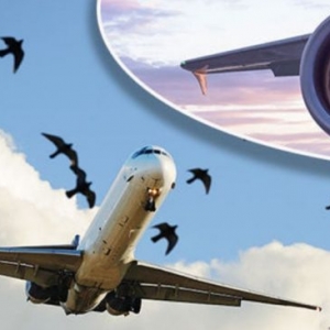 Biện pháp ngăn ngừa chim ở sân bay