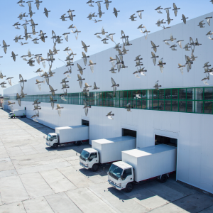 Kiểm soát chim tại cửa nhập xuất hàng và trong kho nhà máy